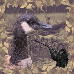 Canada goose and hunter