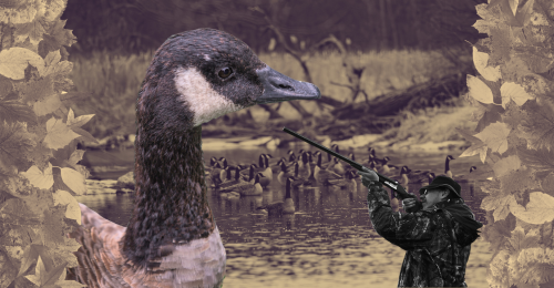 Canada geese and hunter