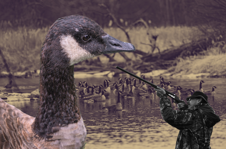 Canada geese and hunter