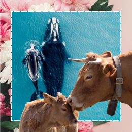 cow, whale, and calves