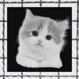 image of kitten and cage