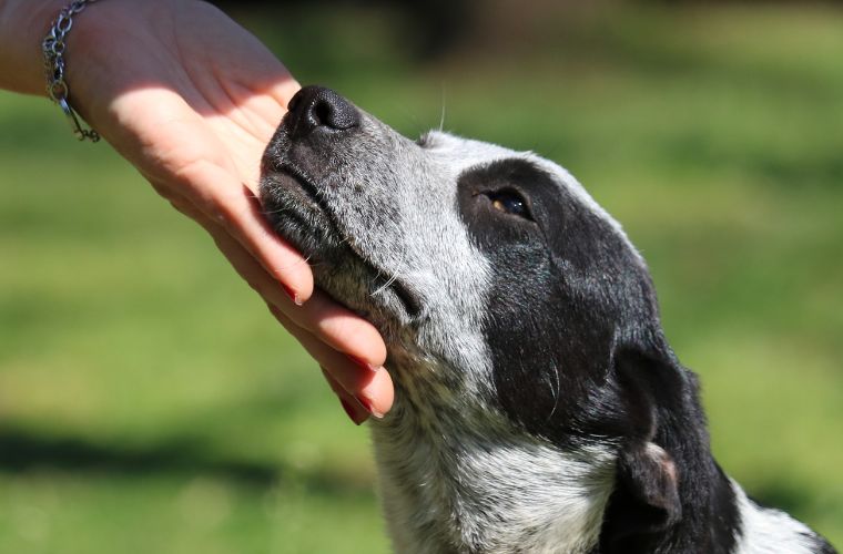 person petting dog