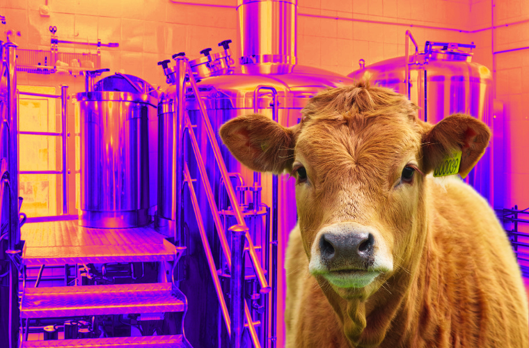 cow and chemical reactor