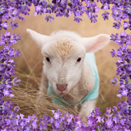 image lamb and lavender
