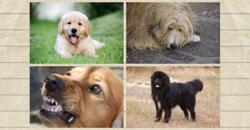 dogs representing the four phases