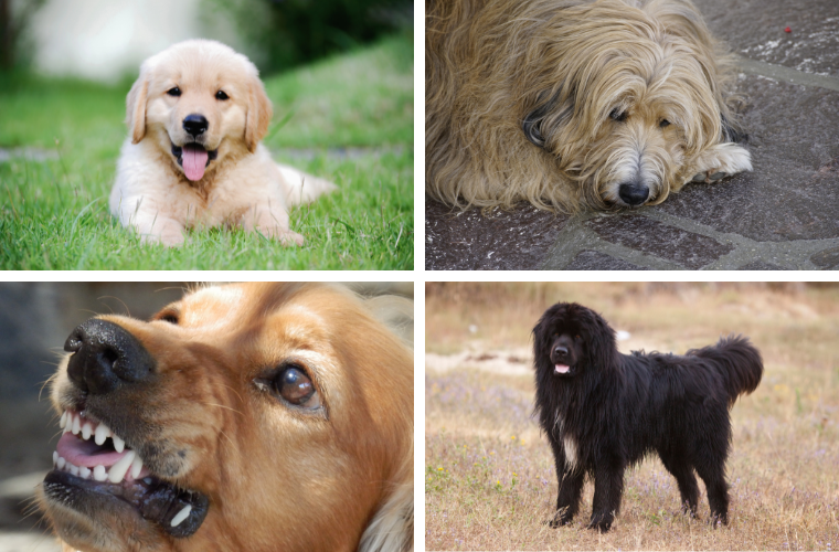 dogs representing the four phases