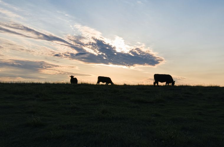 silhouettes of cows on hill