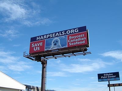 harp seal billboard