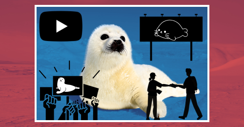 harp seal baby and images representing strategies