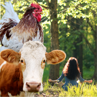 cow, chicken, and person meditating