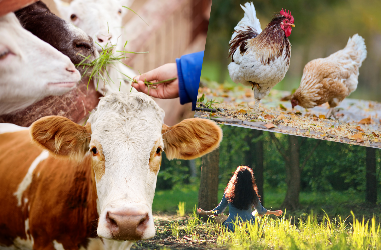 person meditating and animals
