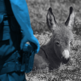 cop with gun and baby donkey
