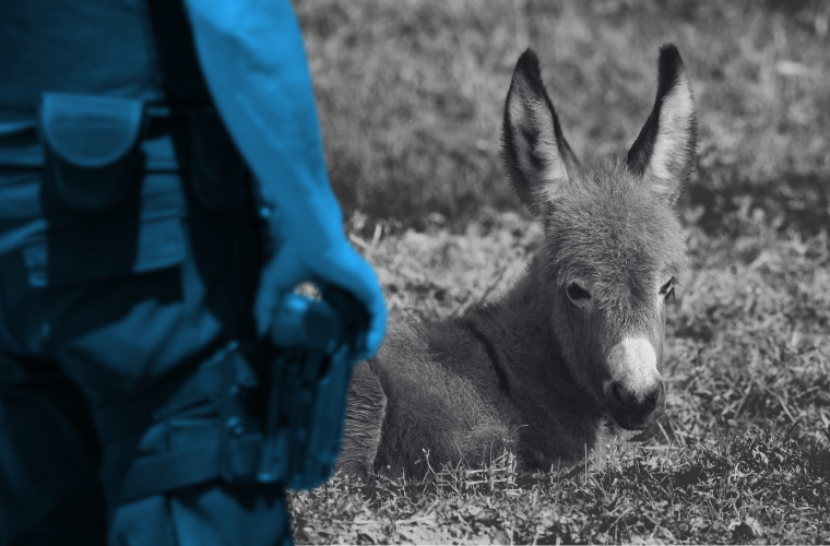 cop with gun and baby donkey
