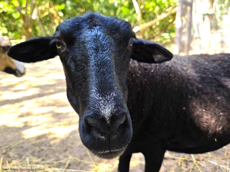Noche the sheep