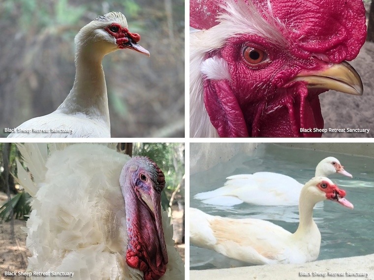 ducks, turkey, and chicken