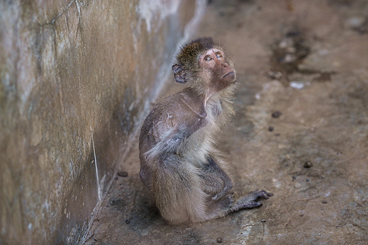 macaque