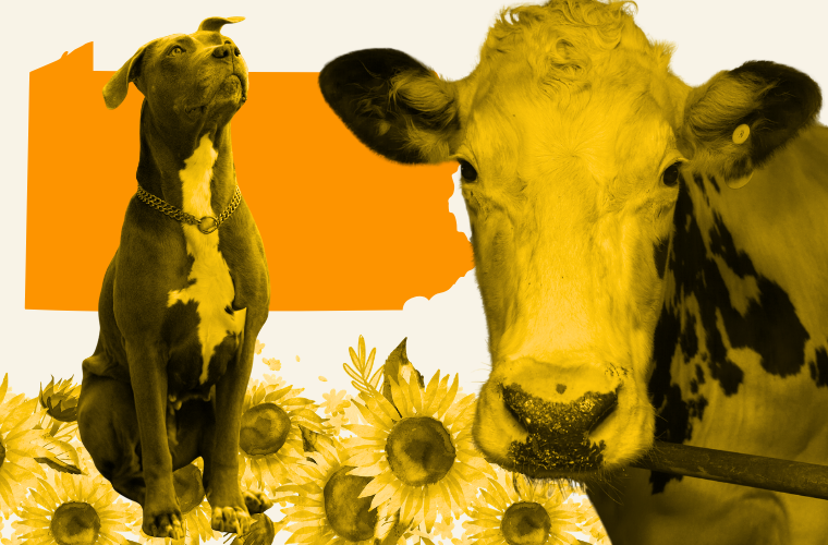 Pennsylvania, dog, cow, and sunflowers