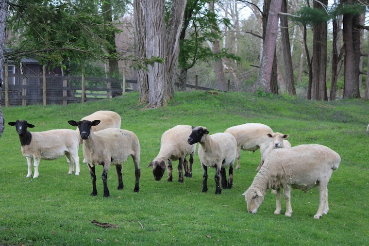 sheep