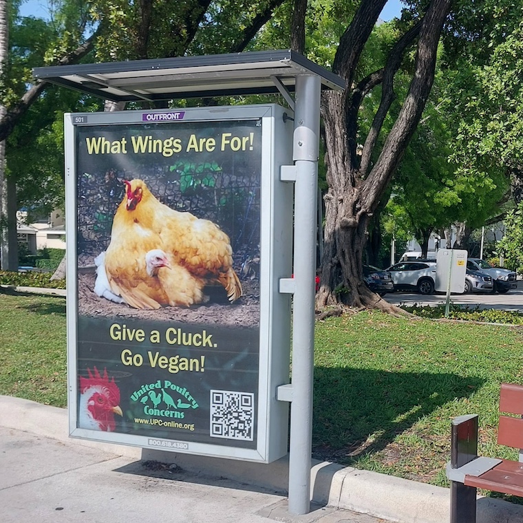 chicken ad at bus stop