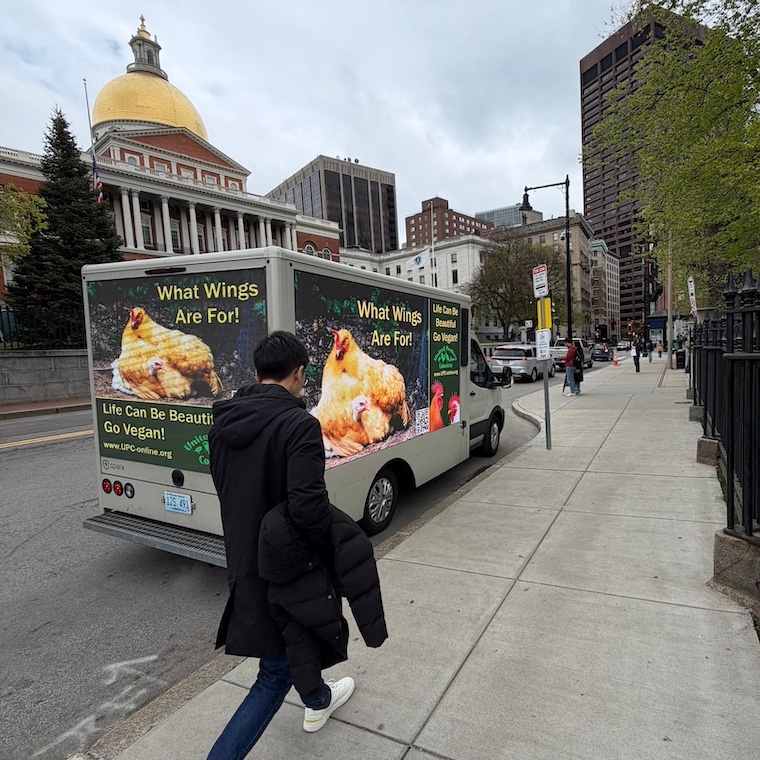 chicken ad on truck