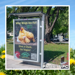 chicken poster