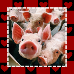 pigs and heart pattern