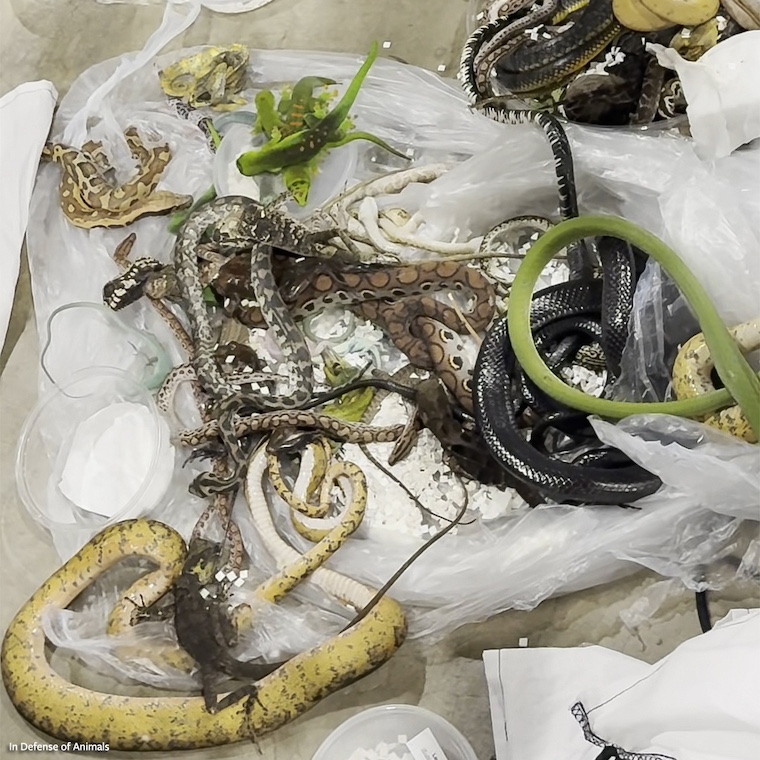 Michael Angelo Torres and Lia Wilbourn