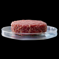 meat in petri dish