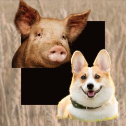image with pig, dog, and grain