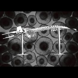 whale bones and cells
