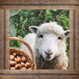 image of sheep, herbs, and hazelnuts
