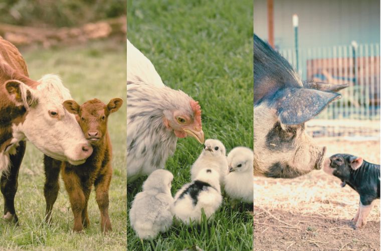 image of animal mothers and their offspring