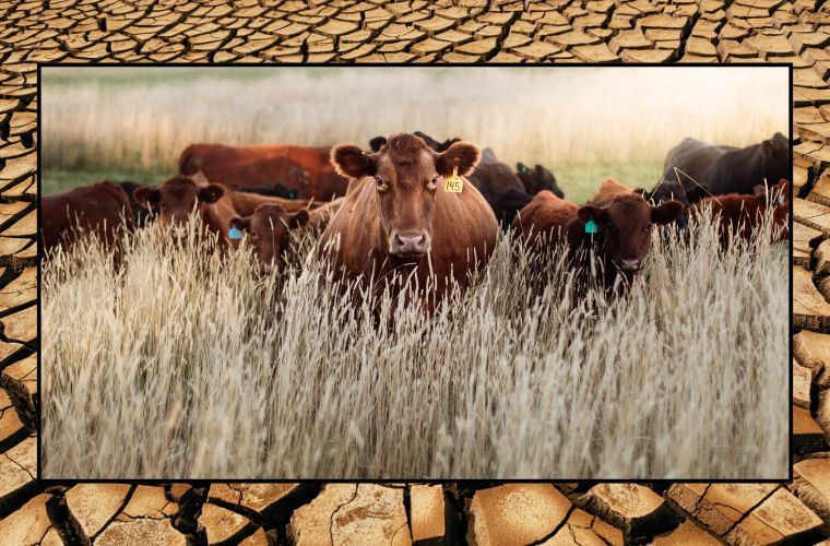 image of cows and dry earth