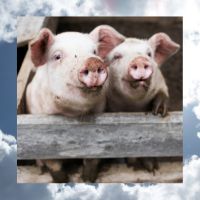 image of pigs and clouds