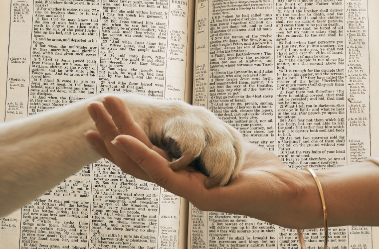 Bible, hand, and paw