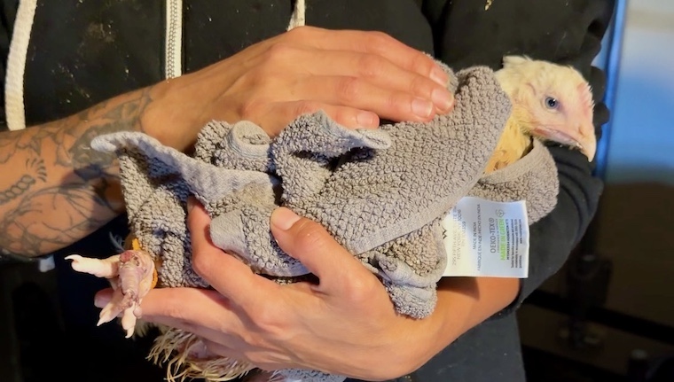 person holding chicken wrapped in towel