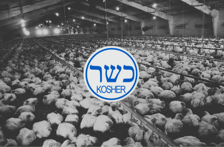 chickens in factory farm and kosher symbol