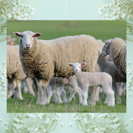 image of sheep, lamb, and flowers