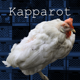 the word kapparot, crates, and unwell chicken