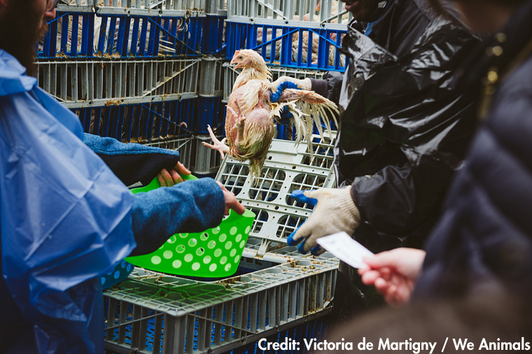 chicken who will be used in Kapparot held by wings