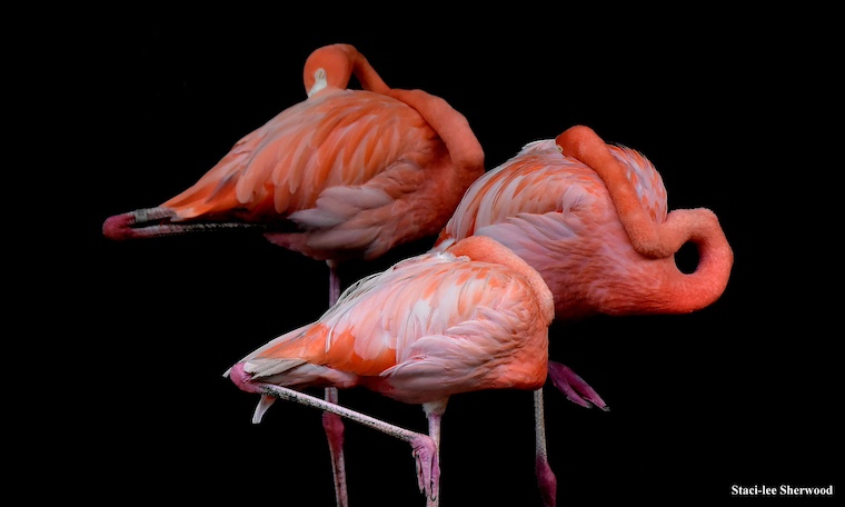 flamingos