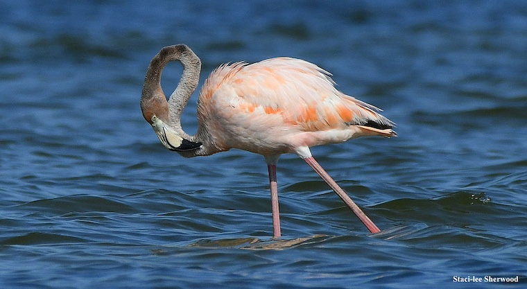 flamingo