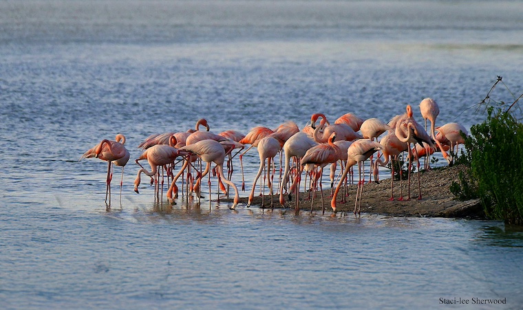 flamingos