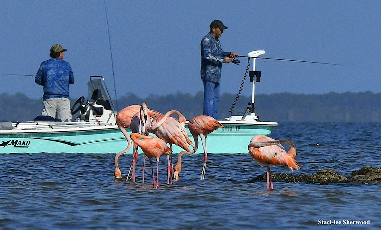 flamingos and people fishing from a boat