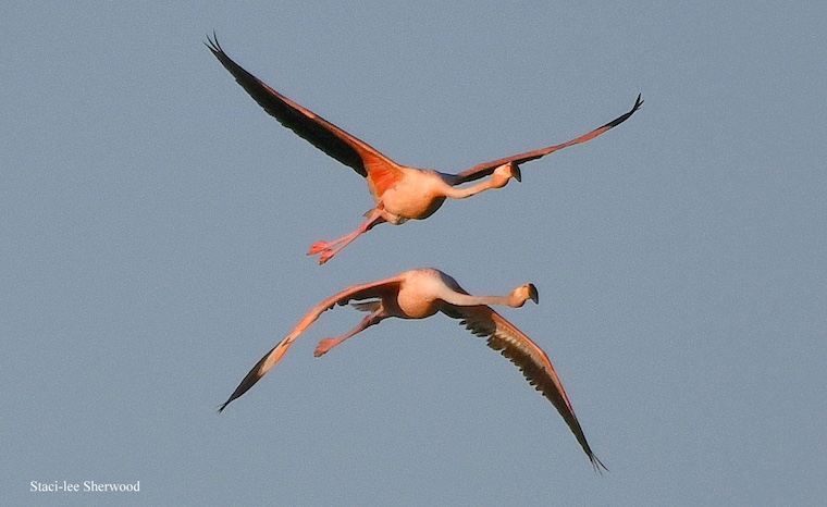 flamingos flying