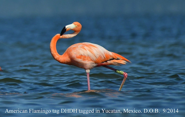 tagged flamingo