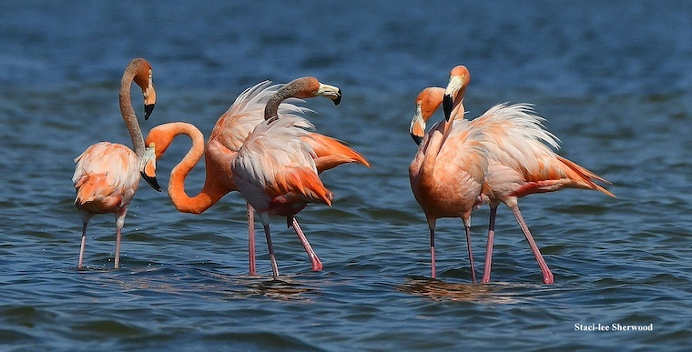 flamingos