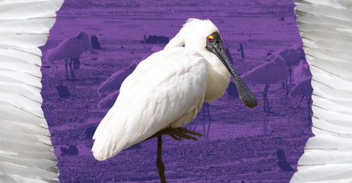 royal spoonbills