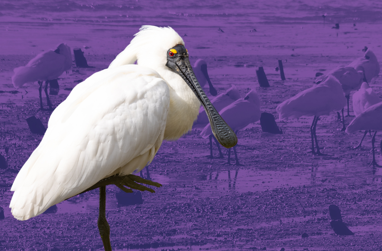 royal spoonbills