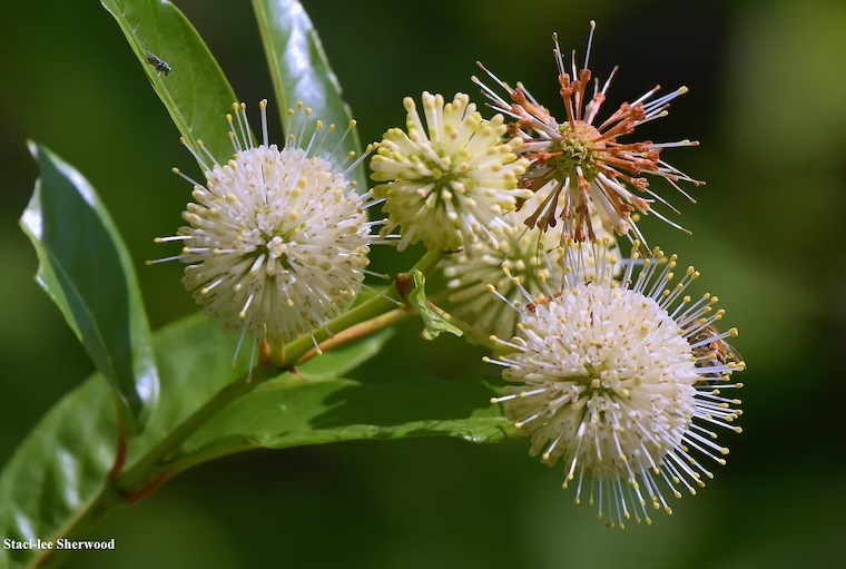 buttonbush flowers